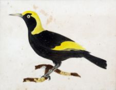 ENGLISH SCHOOL (19th century)
Mynah Bird
Watercolour and bodycolour
25 x 19.5 cm, framed and