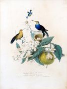 After SIR WILLIAM JACKSON HOOKER (1785-1865) British
Indian Botanical Studies, comprising: Humming