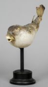 A taxidermy puffer fish
On ebonised mount.  28 cm high overall. CONDITION REPORTS: Generally in good