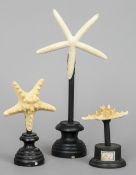 Three star fish specimens
On ebonised mounts.  The largest 31.5 cm high overall. CONDITION