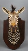 A taxidermy plains zebra (equus quagga) trophy head
Mounted on a shield.  51 cm wide. CONDITION