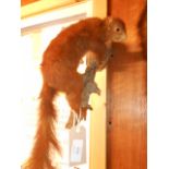 A taxidermy study of a red squirrel