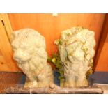 A pair of antique terracotta lions, 20"