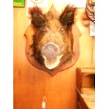 A taxidermy study of a wild boars head m