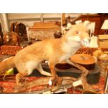 A taxidermy study of a fox mounted on a