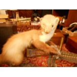 A taxidermy study of a stoat climbing a