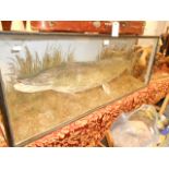 A taxidermy study of a large pike in gla