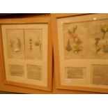 Five framed hand coloured plate etchings of herbs and flowers,