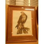 JOHN SELBY PRIDEAUX A large hand coloured engraving of the 'Rough Legged Buzzard',