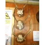 Three part deer skulls with antlers mounted on an oak shield shaped plaques