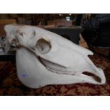 An early 20th C skull of a horse