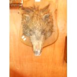 A taxidermy study of a young female boar mounted on an oak shield shaped plaque