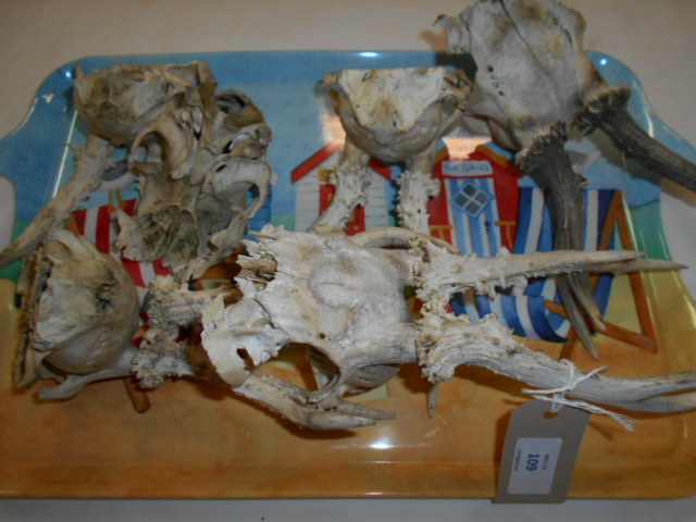 Six small deer skulls with antlers