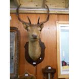 A taxidermy study of a deer with antlers mounted on an oak shield shaped plaque