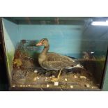 Glazed taxidermy study of a goose in nat