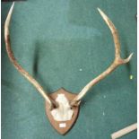 Shield mounted 6 point set of antlers mo