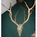 Deers head with 7 point antlers