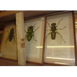 3 framed botanical prints depicting flie