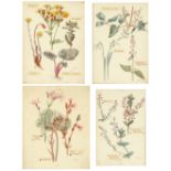 Property of a lady - B. D. Inglis (C20th) - BOTANICAL STUDIES - four watercolours with applied