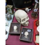 Students Skull, pair of mounted Polish busts.