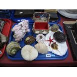 Various Sea Shells, including turtle shells:- One Tray