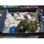 A Collection of Sea Shells, including razor shells, conch, clams, etc, together with netted coloured