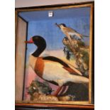 A taxidermy duck and bird figure group,