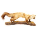 Stuffed stoat mounted on a log Worldwide shipping available: shipping@sheppards.ie 65 cm. wide