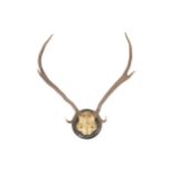 Mounted deer skull and antlers Worldwide shipping available: shipping@sheppards.ie 65 cm. wide