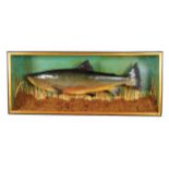 Stuffed salmon in case Worldwide shipping available: shipping@sheppards.ie 50 cm. high; 121 cm.