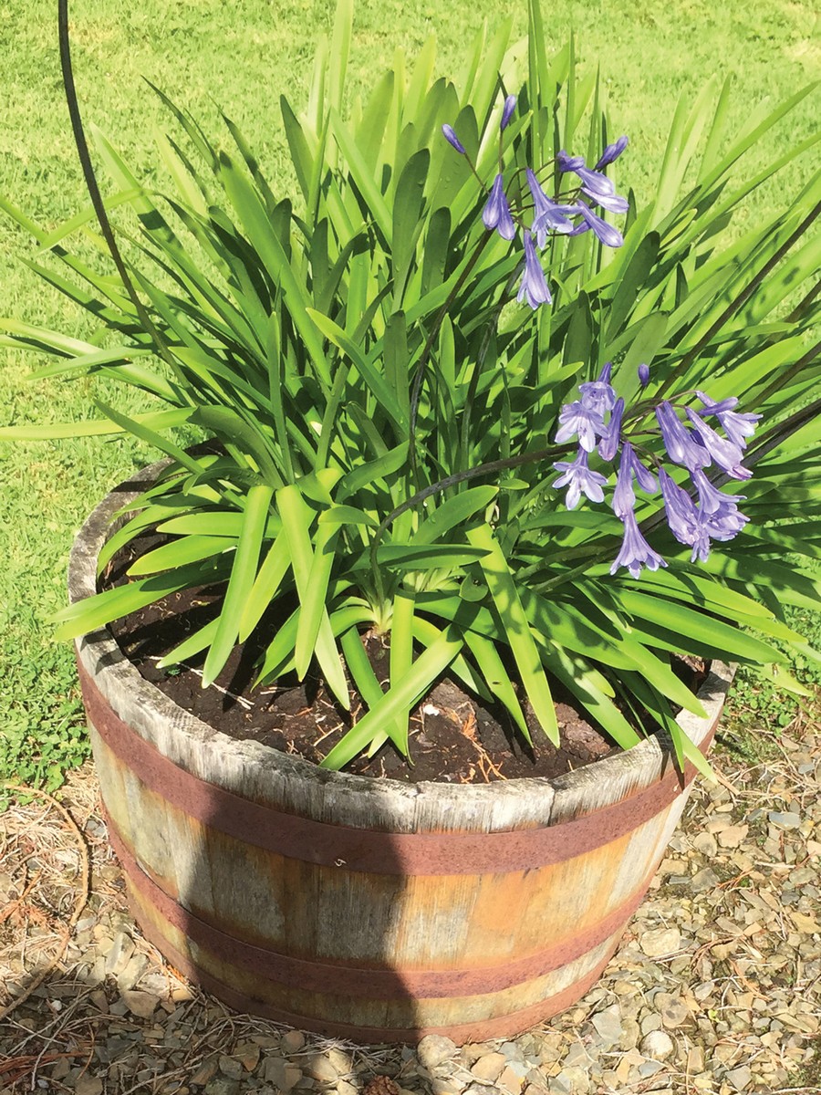 ﻿PAIR OF HALF WOODEN BARREL PLANTERS ﻿with plants Direct all shipping enquiries to shipping@