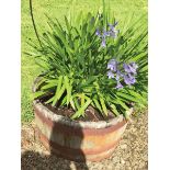 ﻿PAIR OF HALF WOODEN BARREL PLANTERS ﻿with plants Direct all shipping enquiries to shipping@