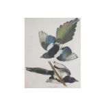 SET OF FOUR NINETEENTH-CENTURY ORNITHOLOGICAL COLOURED ENGRAVINGS Direct all shipping enquiries to