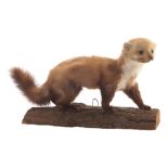 Taxidermy, stuffed stoat mounted on a wooden stand Worldwide shipping available: shipping@