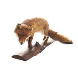 Taxidermy, stuffed fox mounted on a wooden stand Worldwide shipping available: shipping@sheppards.ie