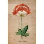 GEFÜLLTE MOHNBLÜTE19.Jh. Aquarell, betitelt. 24x17cm, Ra.Aufrufpreis: 20 EUR

A FILLED POPPY