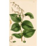 6 BLATT BOTANISCHE DARSTELLUNGENEngland, 1834 - 1844 Kolorierte Stiche, gestochen v. Joseph Swan