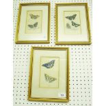 Three framed and glazed hand coloured pictures - butterflies