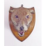 A fox mask on shield plaque inscribed ';Albrighton Woodland 3/10/14