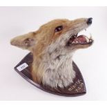 A fox hunting taxidermy trophy mask mounted on oak shield and inscribed V.W.H Minety 1934