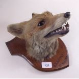 A fox hunting taxidermy trophy mask mounted on oak shield and inscribed Glaspant 8th March 1906