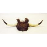 A pair of highland cattle horns