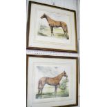 Nouhl Carljos Gairer - two coloured etchings of race horses, 33 x 37cm (one lacking glass)