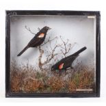 Pair of cased and mounted Red Wing Starlings, 17,1/2 x 16,1/2 ins
