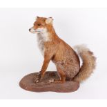 Mounted seated Red Fox (a/f)