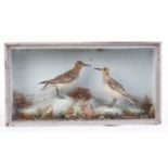 Pair of cased and mounted Dunlin, 19 x 10 ins