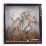 Pair of cased and mounted Scops Eared Owls, 16 x 16,1/2 ins