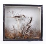 Pair of cased and mounted Great Grey Shrike, 17,1/2 x 16,1/2 ins