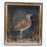 Mounted Corncrake in glazed display case, 10,1/2 x 12 x 4 ins