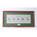 Framed and glazed display of vintage Salmon flies